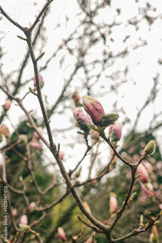 Close-up of magnolia flower buds on branches in early spring, with soft natural light and blurred background in a garden or park setting