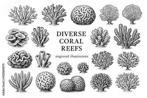 Exploring the intricate beauty of diverse coral reefs through detailed engravings and artistic representations