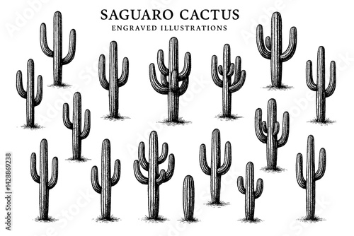 Saguaro cactus in a desert landscape showcasing their unique and impressive forms during the golden hour of a tranquil evening