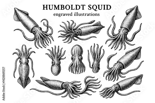 Engraved illustrations of Humboldt squid showcasing their unique forms and features across different angles