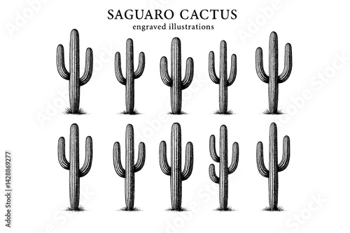Saguaro cacti stand tall in a desert landscape showcasing nature's resilience and beauty beneath the clear blue sky