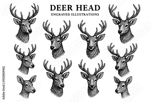Engraved illustrations showcasing detailed deer heads in various poses and angles captured in a natural artistic style