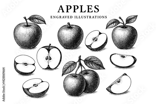 Engraved illustrations showcasing the beauty and variety of apples in intricate detail