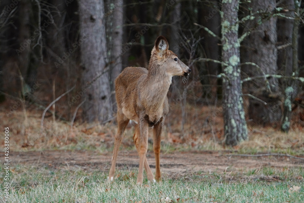 Fototapeta premium Odocoileus virginianus Whitetail Virginia Deer standing outside near a forest.
