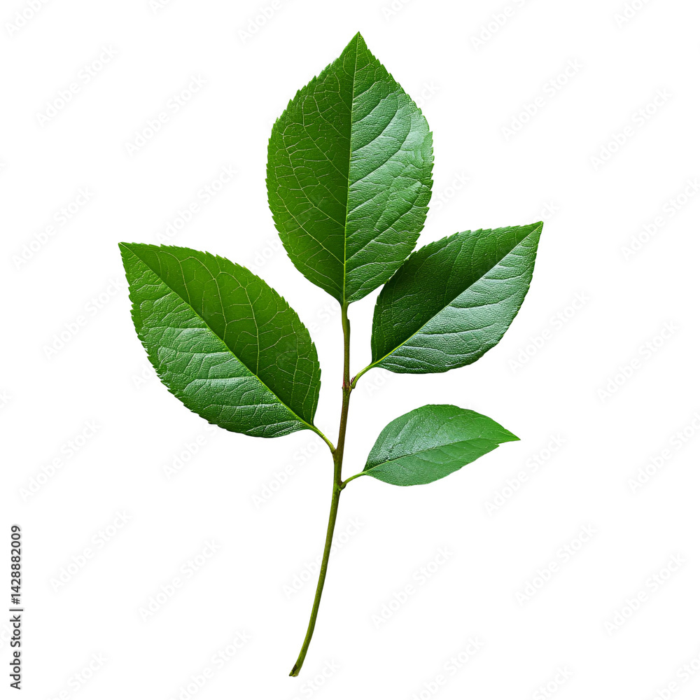 Fototapeta premium Lush green leaves on a stem against black background