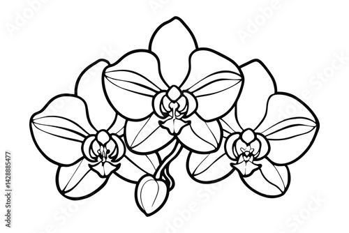 Black and White Orchid Illustration, Elegant Botanical Line Art