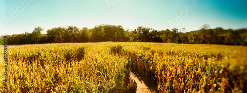 Panoramic corn crop in a field, Queens County Farm, Queens, New York City, New York State, USA.