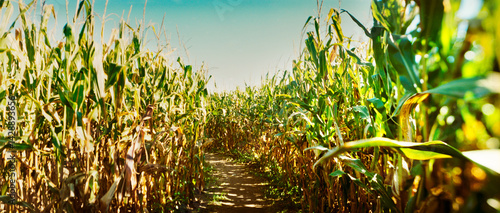 Panoramic corn crop in a field, New York State, USA.