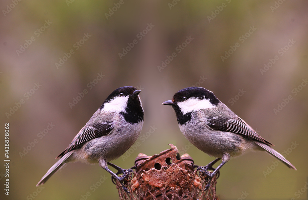 Two coal tit are sitting on the feeder... neither wants to give in, but both are afraid to make the first move... Two coal tit are sitting on the feeder... neither wants to give in, but both are afraid to make the first move...