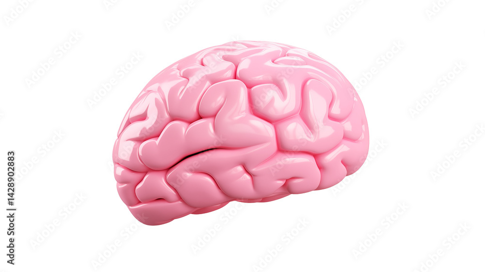Isolated pink brain model on a black background anatomical illustration isolated on transparent background Isolated pink brain model on a black background anatomical illustration isolated on transparent background
