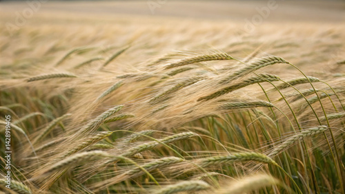 Obraz na płótnie Wheat field swaying gently in breeze, showcasing beauty of nature and serenity of rural landscapes w salonie