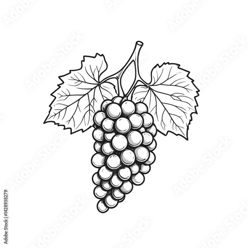 Elegant one line drawing of grape bunch for wine label design