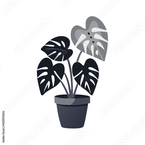 Monstera Plant in Pot, Monochrome Home Decor Style