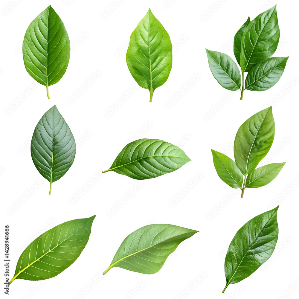 Green leaves collection various shapes and sizes on black background Green leaves collection various shapes and sizes on black background