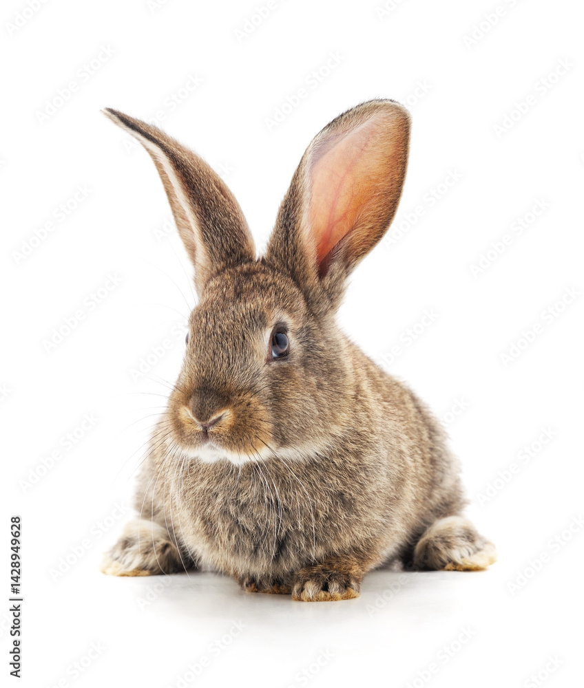 Obraz premium One grey rabbit.