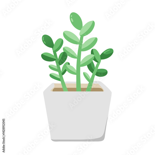 Succulent houseplant in white pot on black background