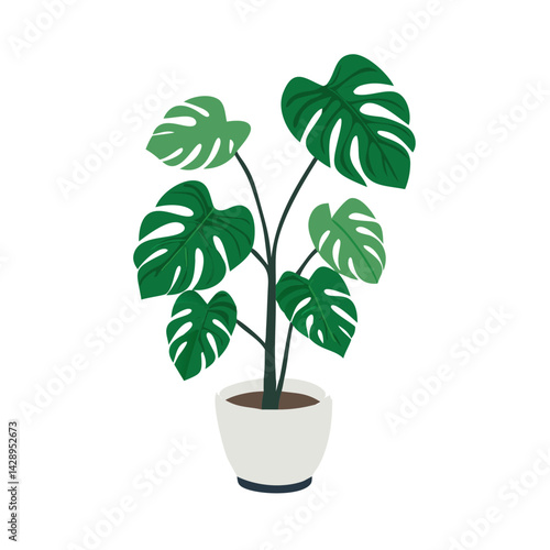 Trendy Monstera Deliciosa Plant in Pot on Black Background