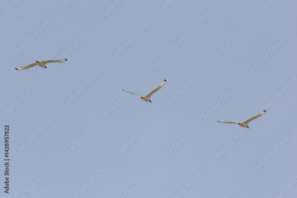 Obraz premium A flock of seagulls flying in formation under a clear blue sky. 