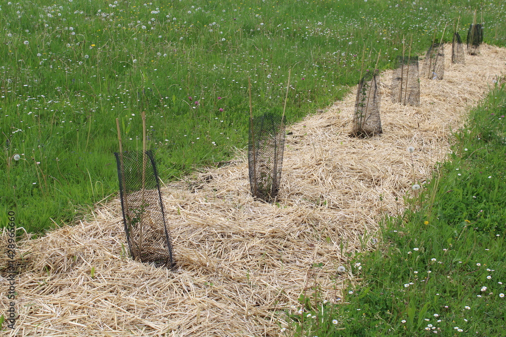 Obraz premium Plantation d'une haie avec paillage, agroforesterie et biodiversité