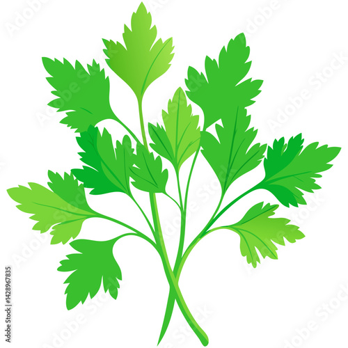Fresh green parsley vector illustration
