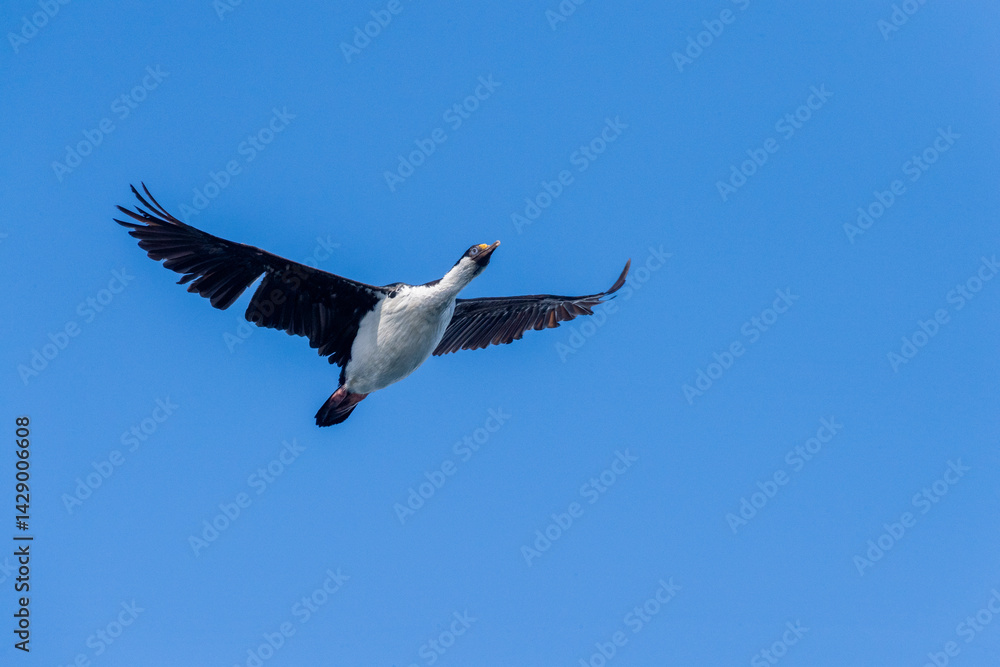 Obraz premium Close-up of a flying Antarctic Shag -Leucocarbo bransfieldensis- near Mikkelsen Harbour, Trinity Island, on the Antarctic Peninsula