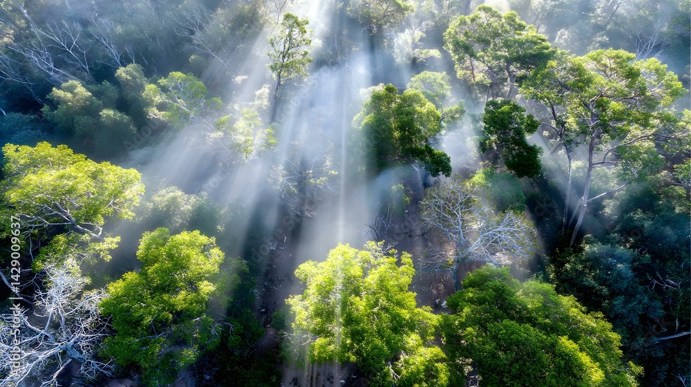 Obraz premium of forest canopy with sunlight filtering through leaves