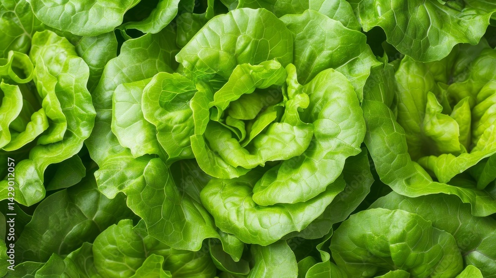 An abundant display of lush green lettuce leaves piled together on a wooden surface exhibiting their natural freshness An abundant display of lush green lettuce leaves piled together on a wooden surface exhibiting their natural freshness