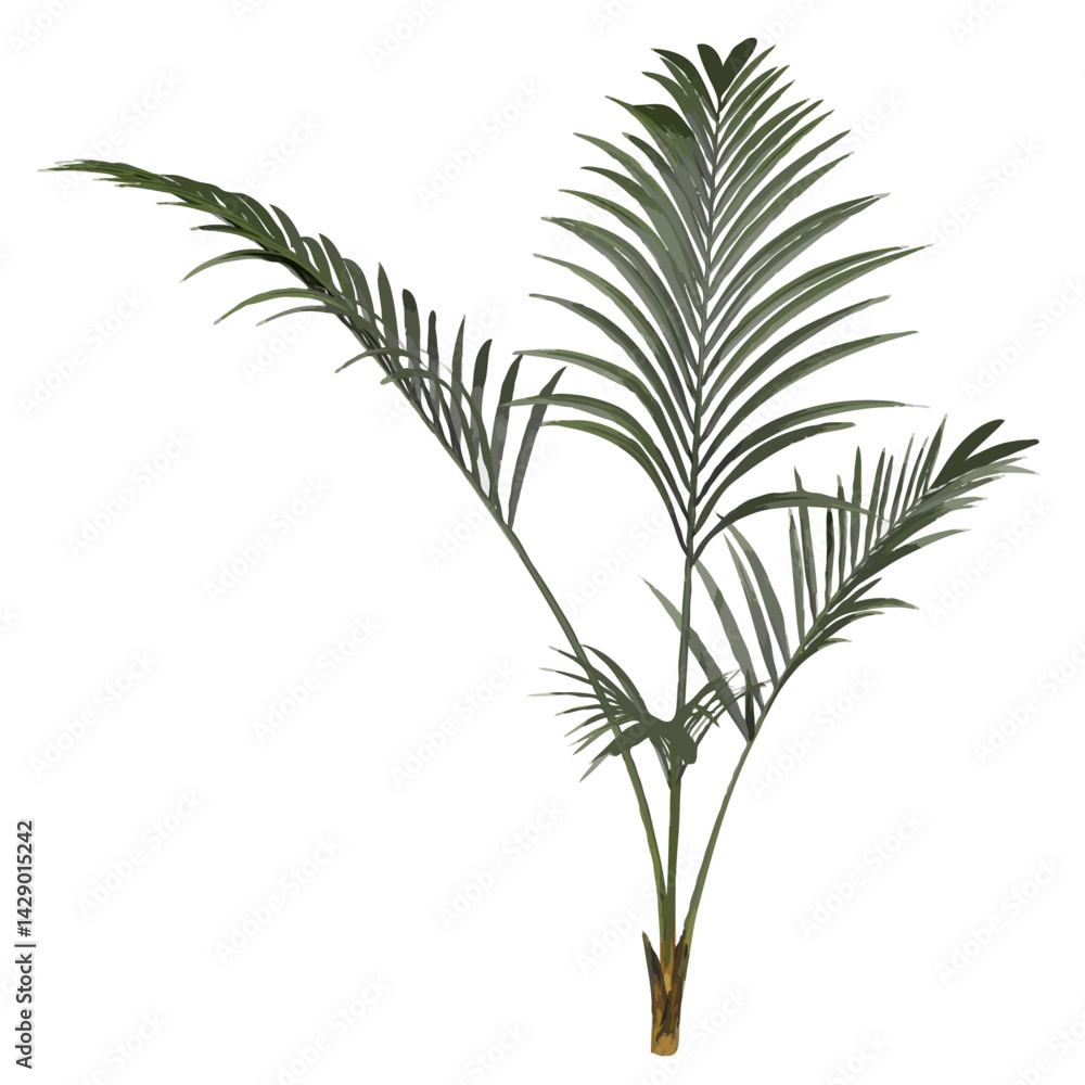 Fototapeta premium Alexandra palm