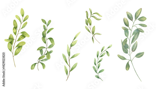 Set of decorative branches with green leaves watercolor illustration isolated background. Eucalyptus greenery floral clip art for wedding invitation, Valentines day greetings, thank you cards.