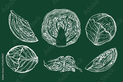 Cabbage sketch outline illustration set. Red cabbage simple doodle drawing in engraving style. Hand drawn vector line art clipart isolated