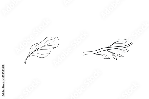 Black And White Outline Drawing Of Leaf And Branch For Botanical Illustration