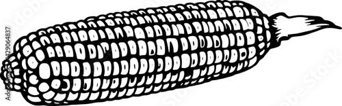Hand-Drawn Illustration Of A Single Ear Of Corn