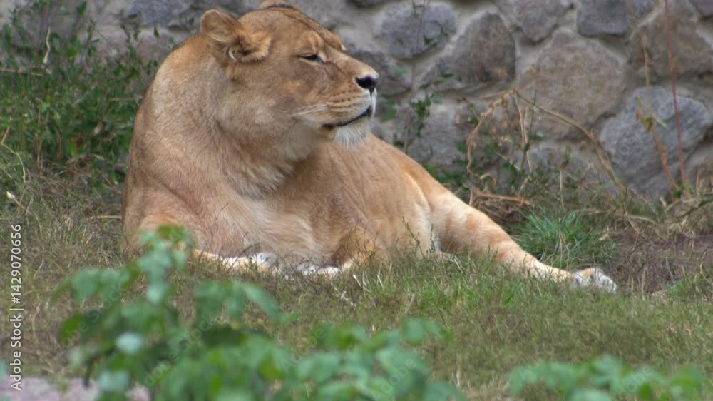 Lioness animal closeup. Big wild cat rest Lioness animal closeup. Big wild cat rest