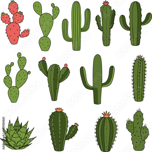Vector Illustration Set of Twelve Different Cactus Plants