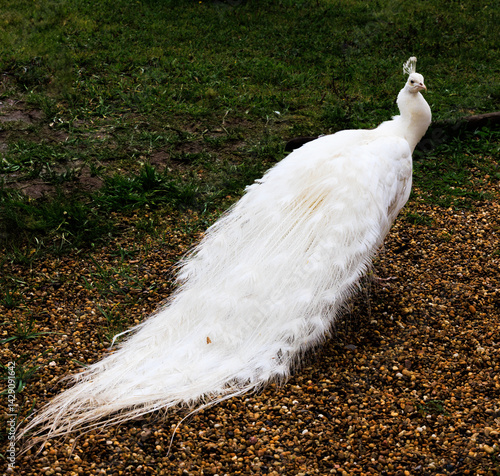 Obraz na płótnie Une femelle paon dans sa robe de mariée immaculée