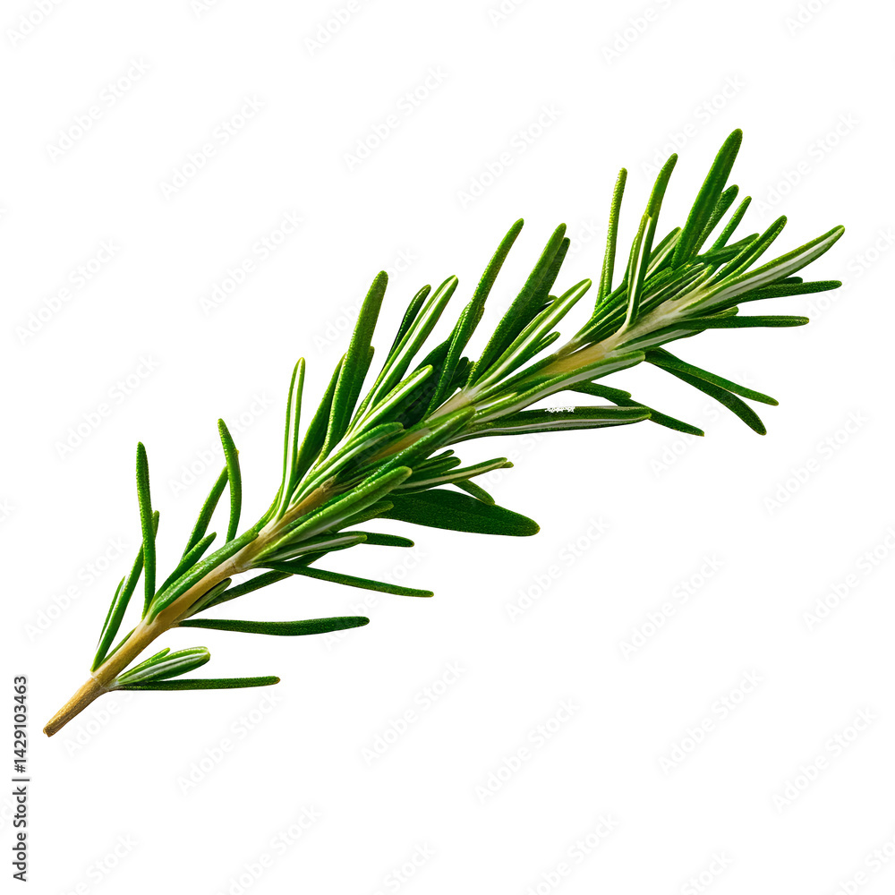 Fototapeta premium Rosemary twig isolated on a transparent background background. Fresh rosemary leaf branch. Herbal spices, hair care, healthy food, cooking design elements. cut out, PNG, top view / flat lay 
