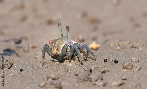 Fiddler Crabs, A small, semi-terrestrial crabs.