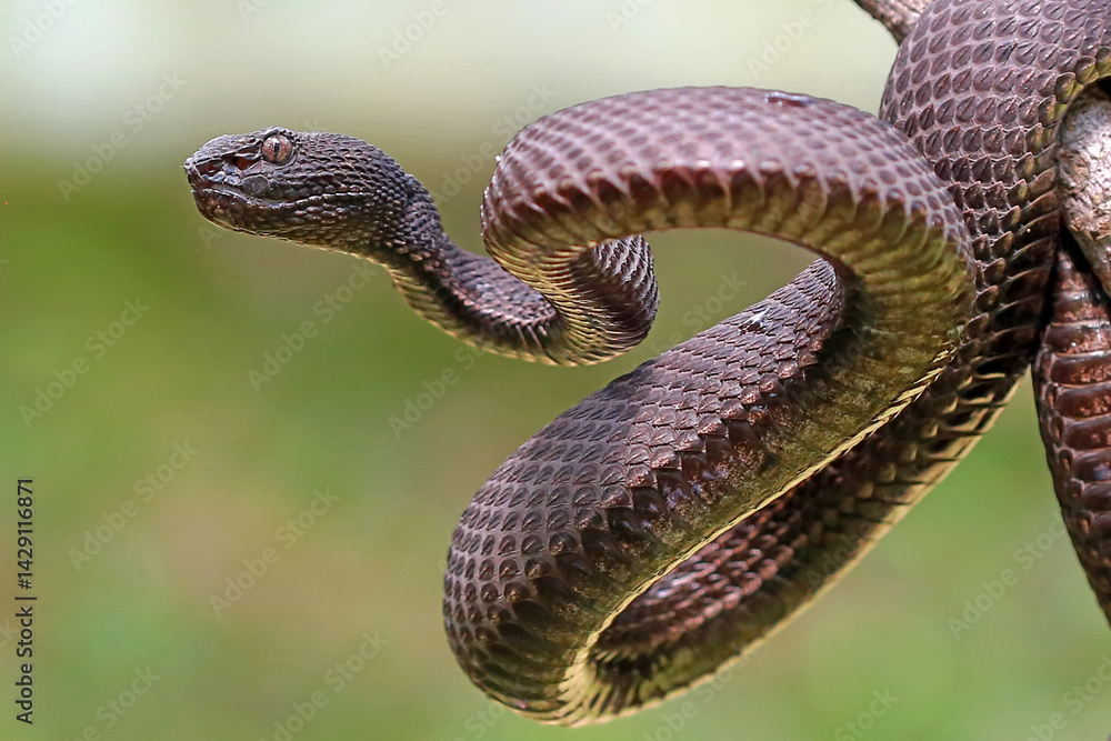 Fototapeta premium Mangrove pit viper snakes on the branch