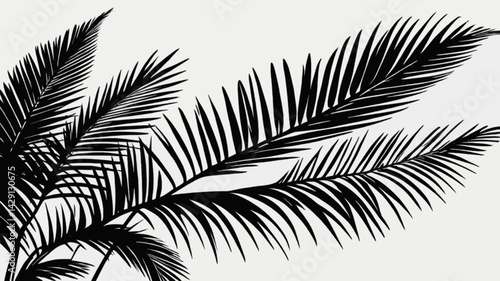 Realistic shadow overlay effect. Natural palm leaf shadows isolated on transparent background. Tropical coconut branch shade, foliage silhouette decoration. Design element for summer spring projects a