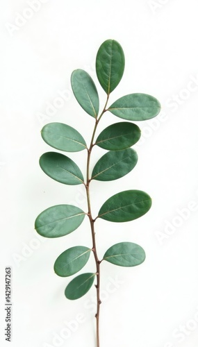 An isolated sprig of eucalyptus with silver-green leaves against a crisp white backdrop, foliage, photography, eucalyptus