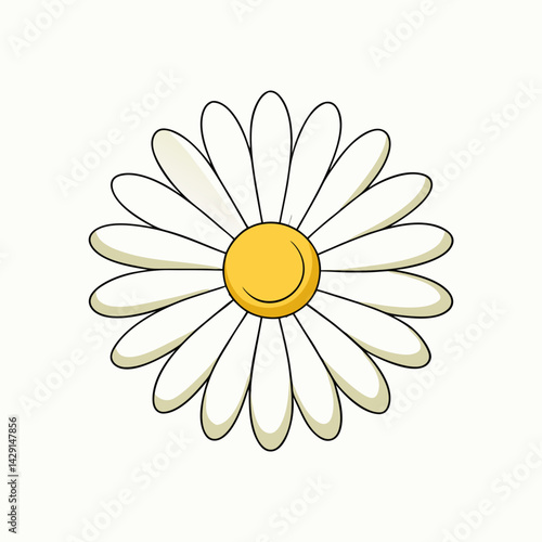 camomile on white background