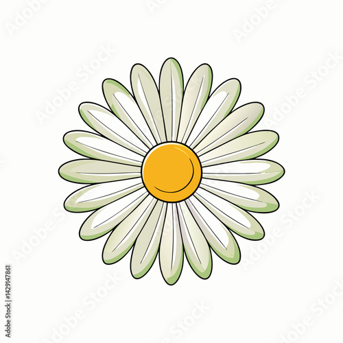 camomile on white background