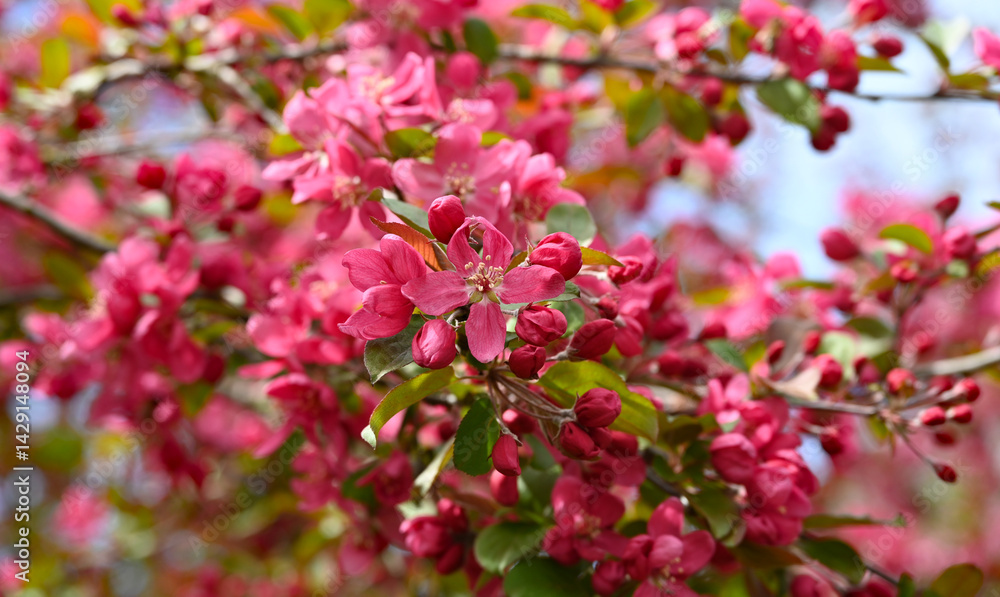 a lush blossoming apple tree full of bright dark pink flowers on a gorgeous day in April a lush blossoming apple tree full of bright dark pink flowers on a gorgeous day in April