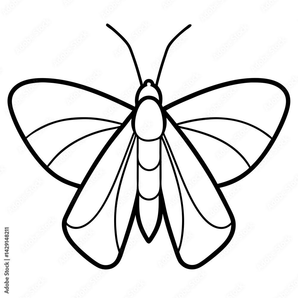 Fototapeta premium nimal Moth line art vector