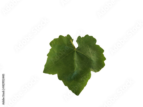 Single Fresh Green Grape Leaf Isolated on White Background – Detailed Veins and Natural Texture Visible