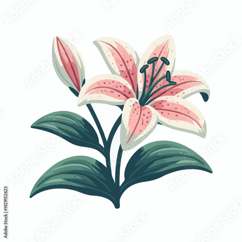 floral, lily, flower, nature, blossom, plant, white, background, spring, flora, bouquet, isolated, botanical, decoration, summer, botany, leaf, bloom, beautiful, green, closeup, petal, illustration, g