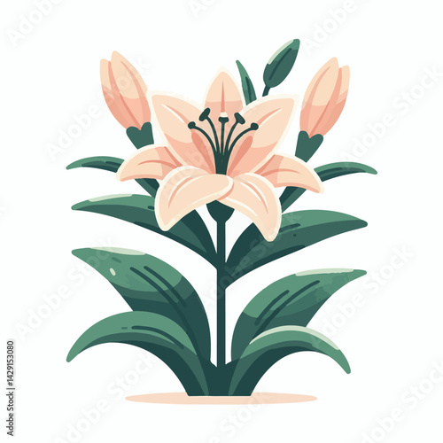 floral, lily, flower, nature, blossom, plant, white, background, spring, flora, bouquet, isolated, botanical, decoration, summer, botany, leaf, bloom, beautiful, green, closeup, petal, illustration, g