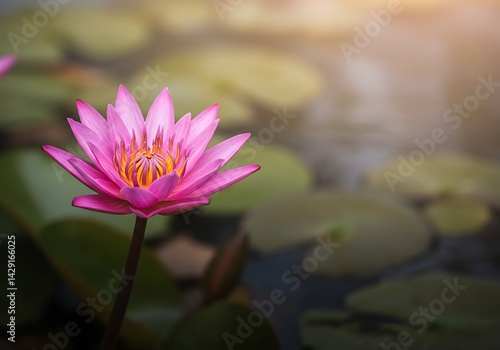 Serene Pink Water Lily in a Calm Pond Nature's Tranquil Beauty