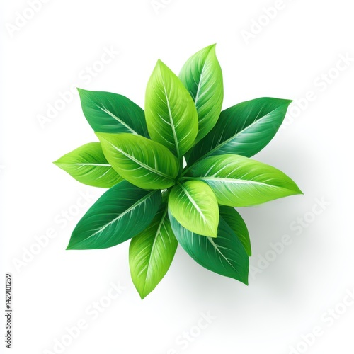 Wallpaper Mural Green plant with leaves top view on white background Torontodigital.ca