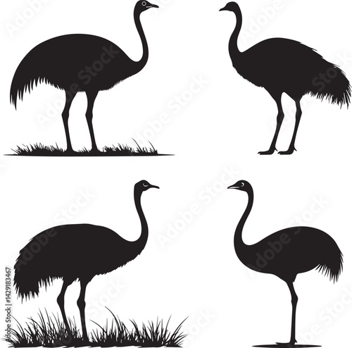 Ostrich standing tall silhouette vector